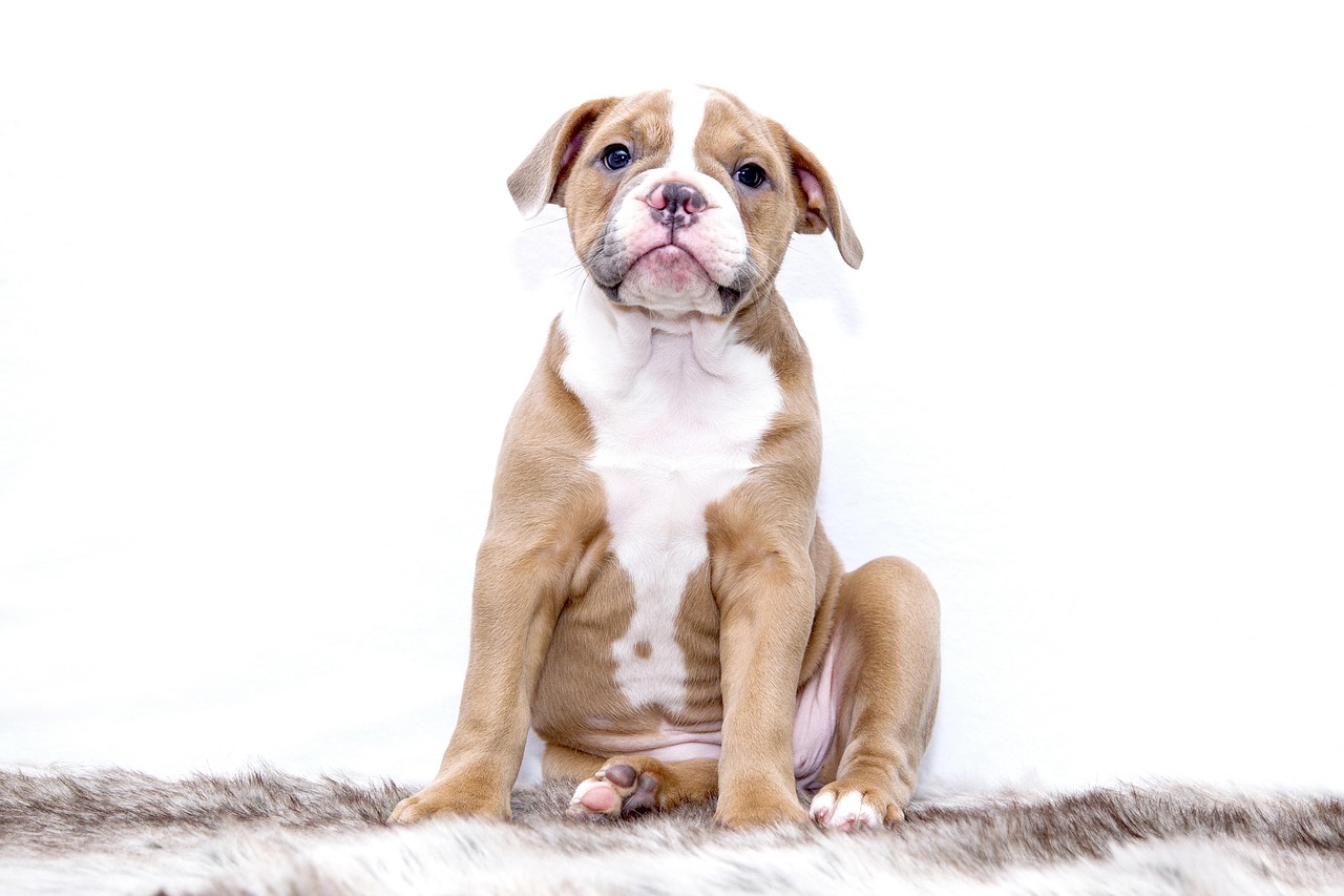 Dog Health & Nutrition – Image 4