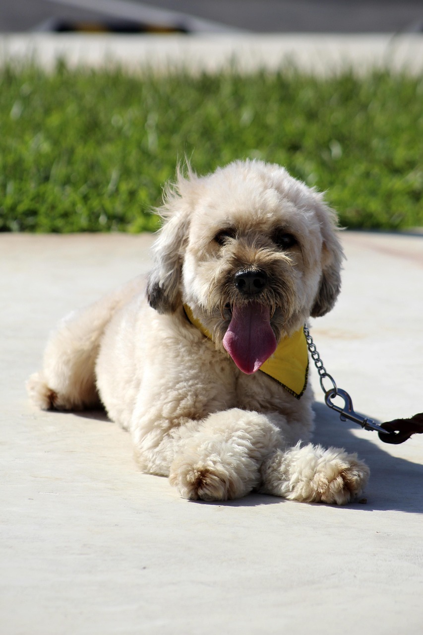 Dog Health & Nutrition – Image 3