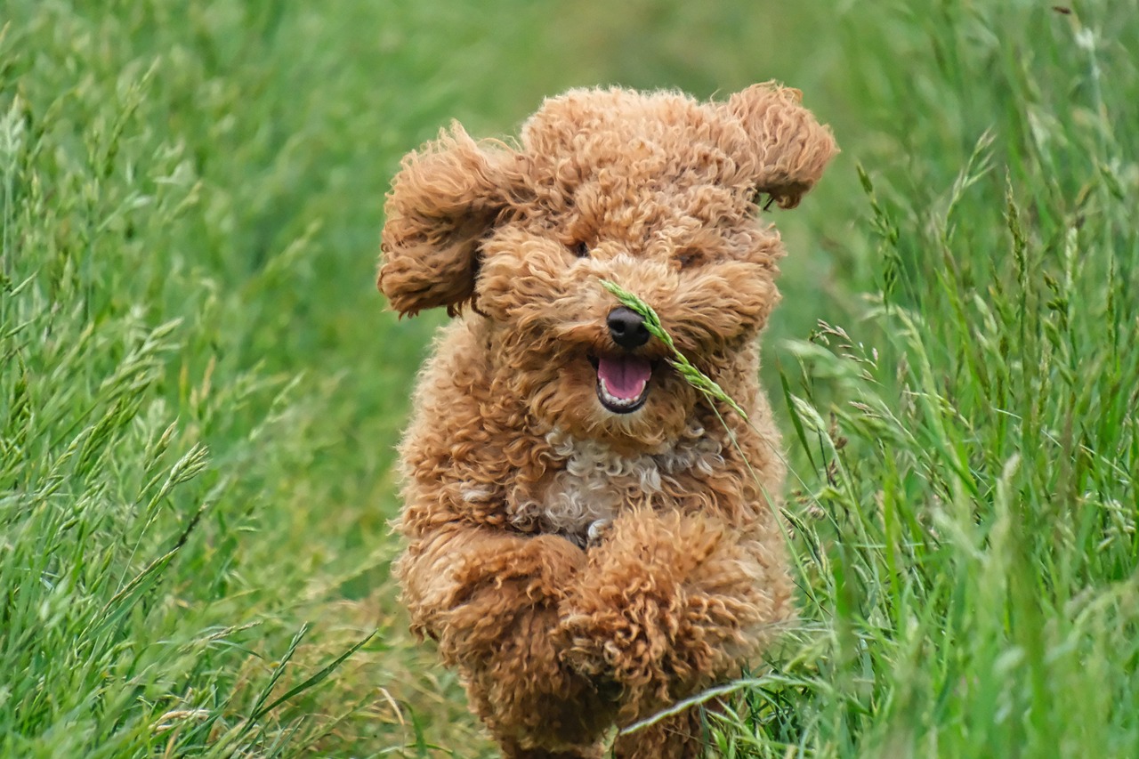 Behavioral Dog Training – Image 3