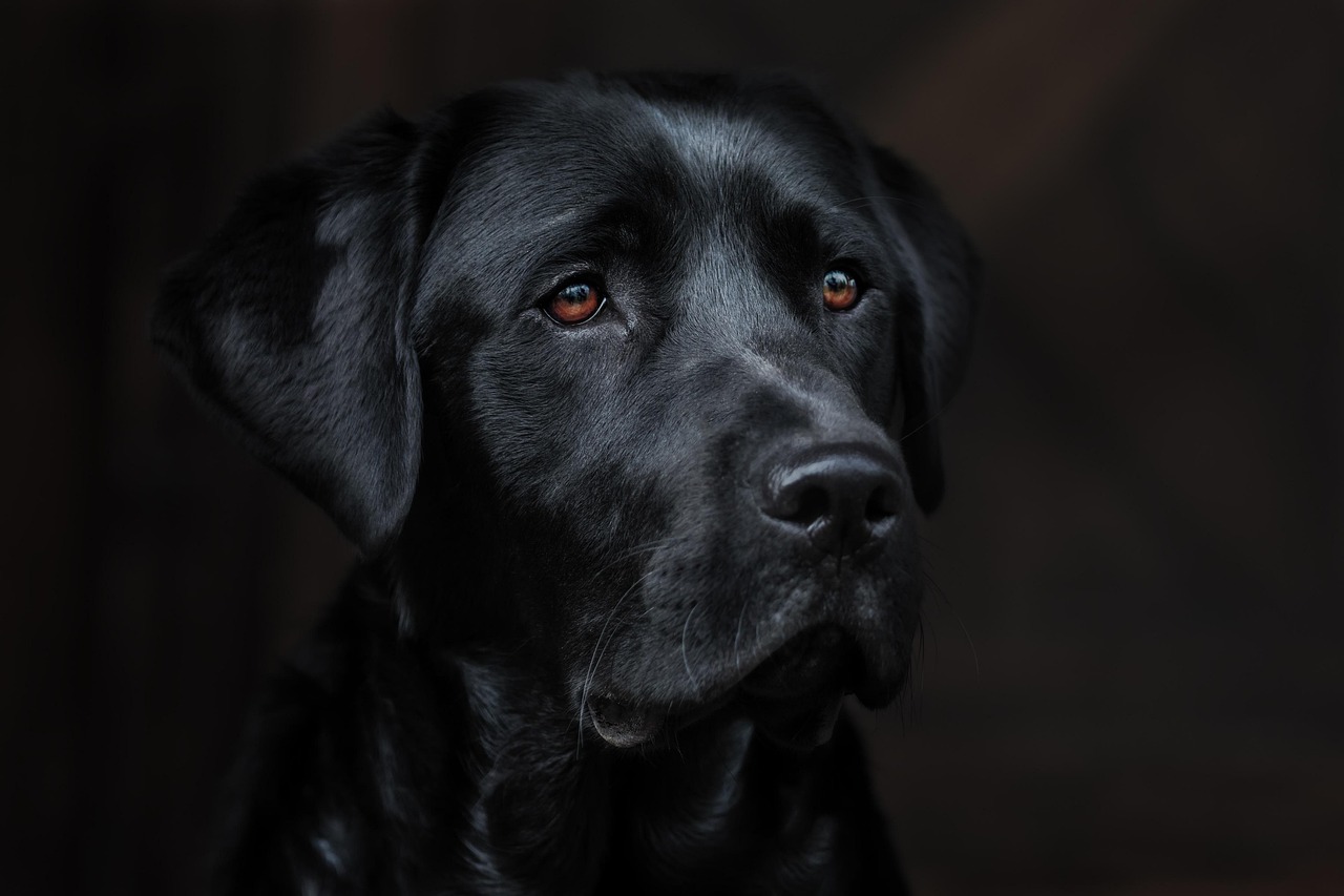Puppy Training – Image 1