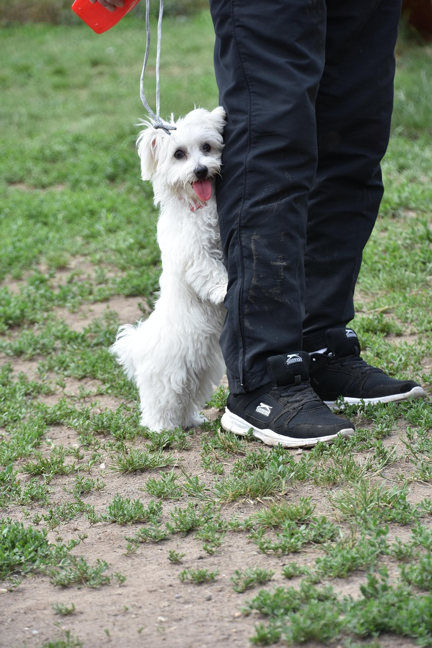 Dog Health & Nutrition – Image 4