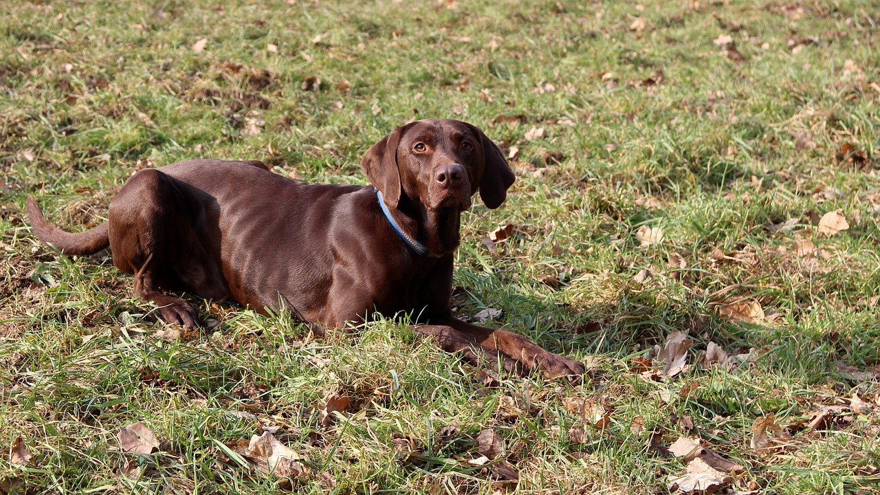 Dog Health & Nutrition – Image 4