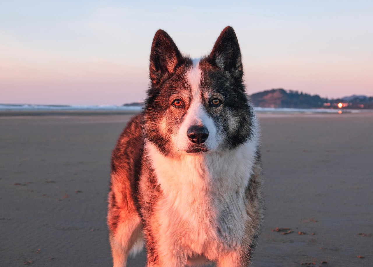 Advanced Dog Training – Image 3
