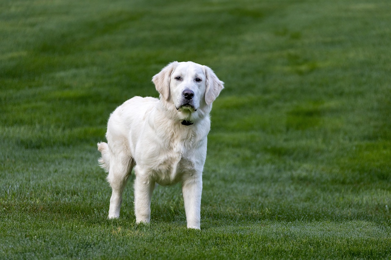 Puppy Training – Image 4