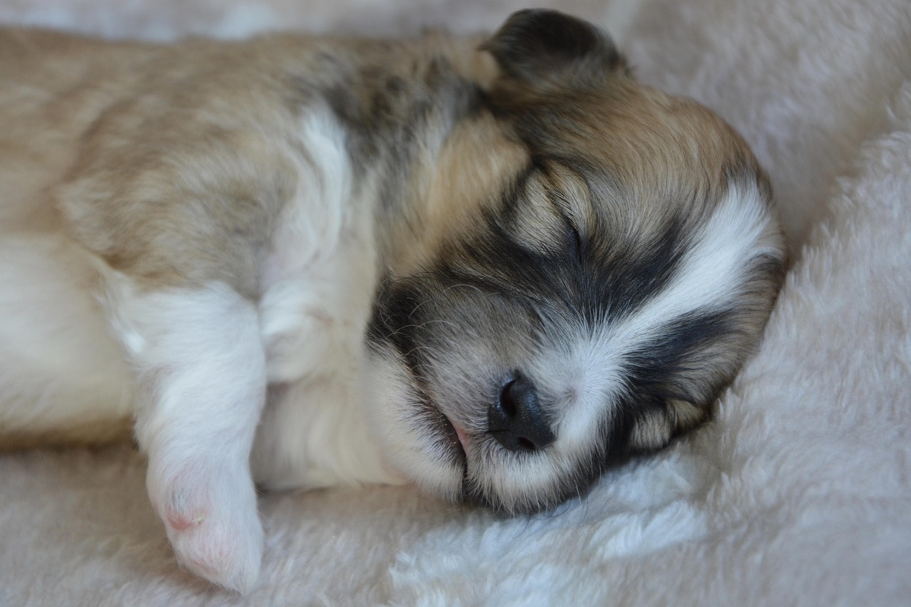 Dog Health & Nutrition – Image 3