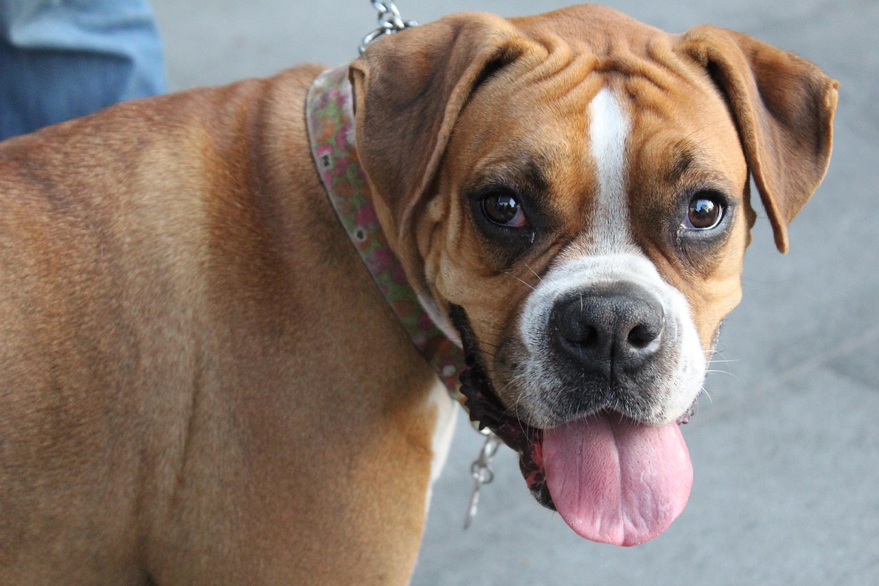 Dog Health & Nutrition – Image 3