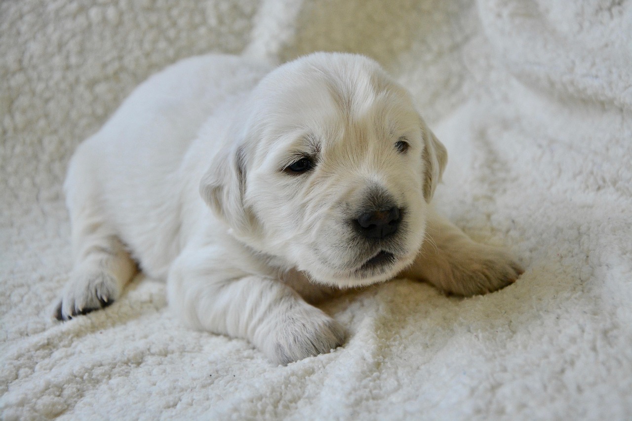 Dog Health & Nutrition – Image 3