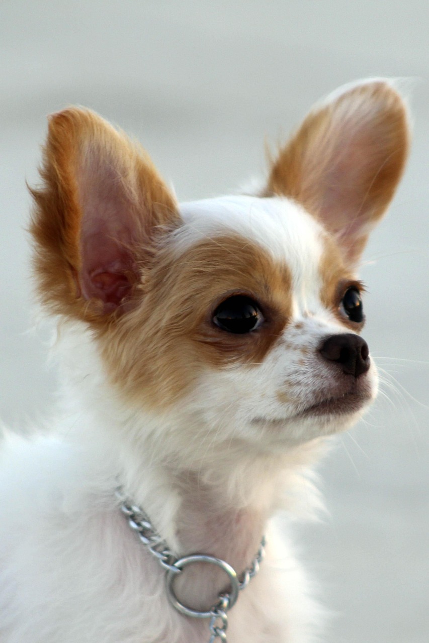 Dog Health & Nutrition – Image 1