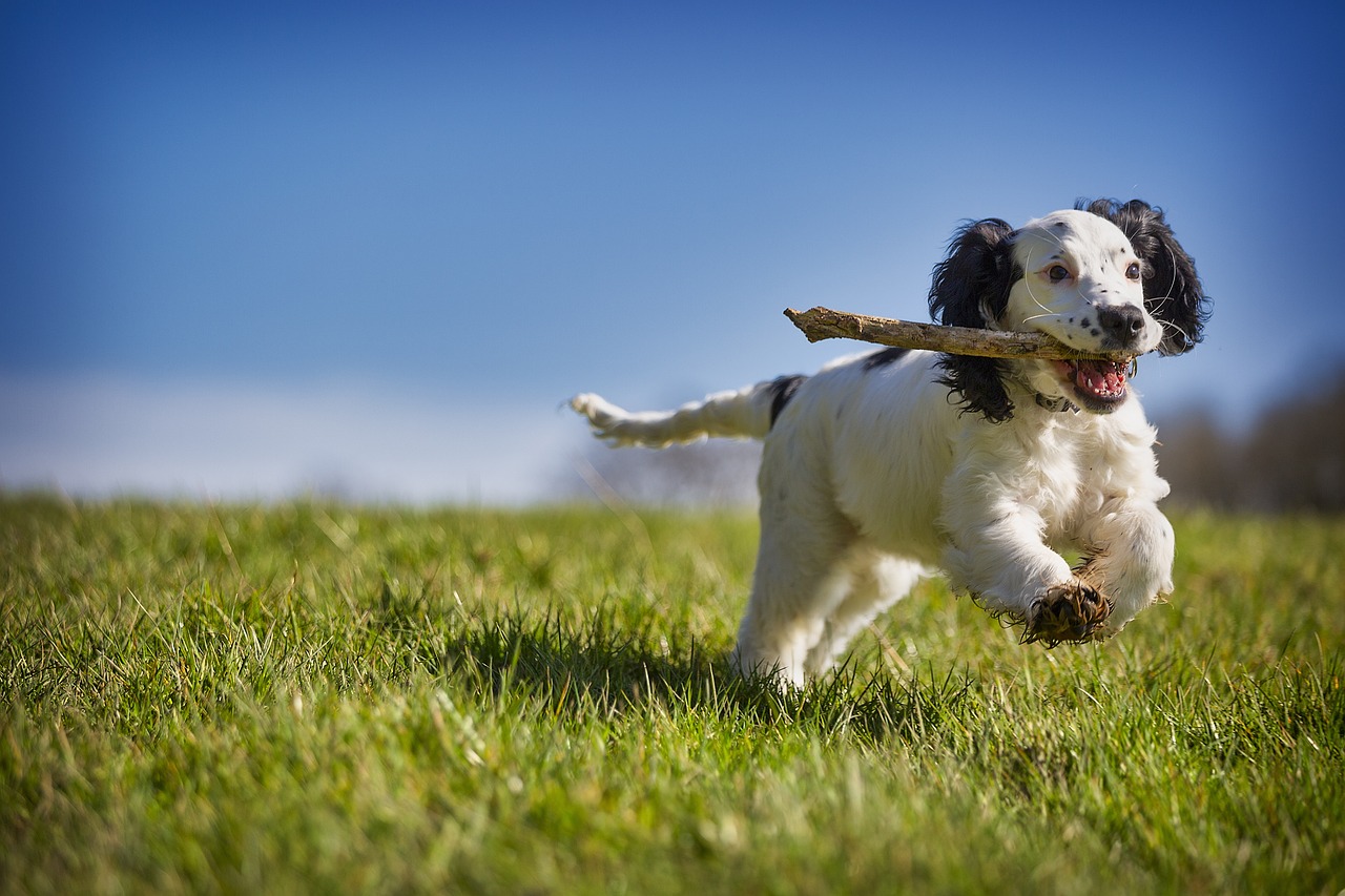 Dog Health & Nutrition – Image 4