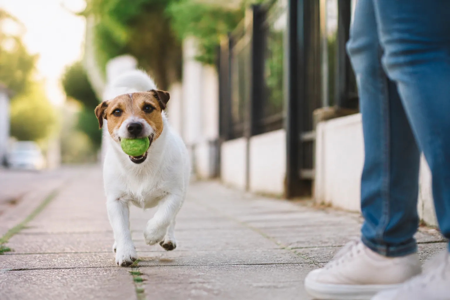 Dog Health & Nutrition - Image 2