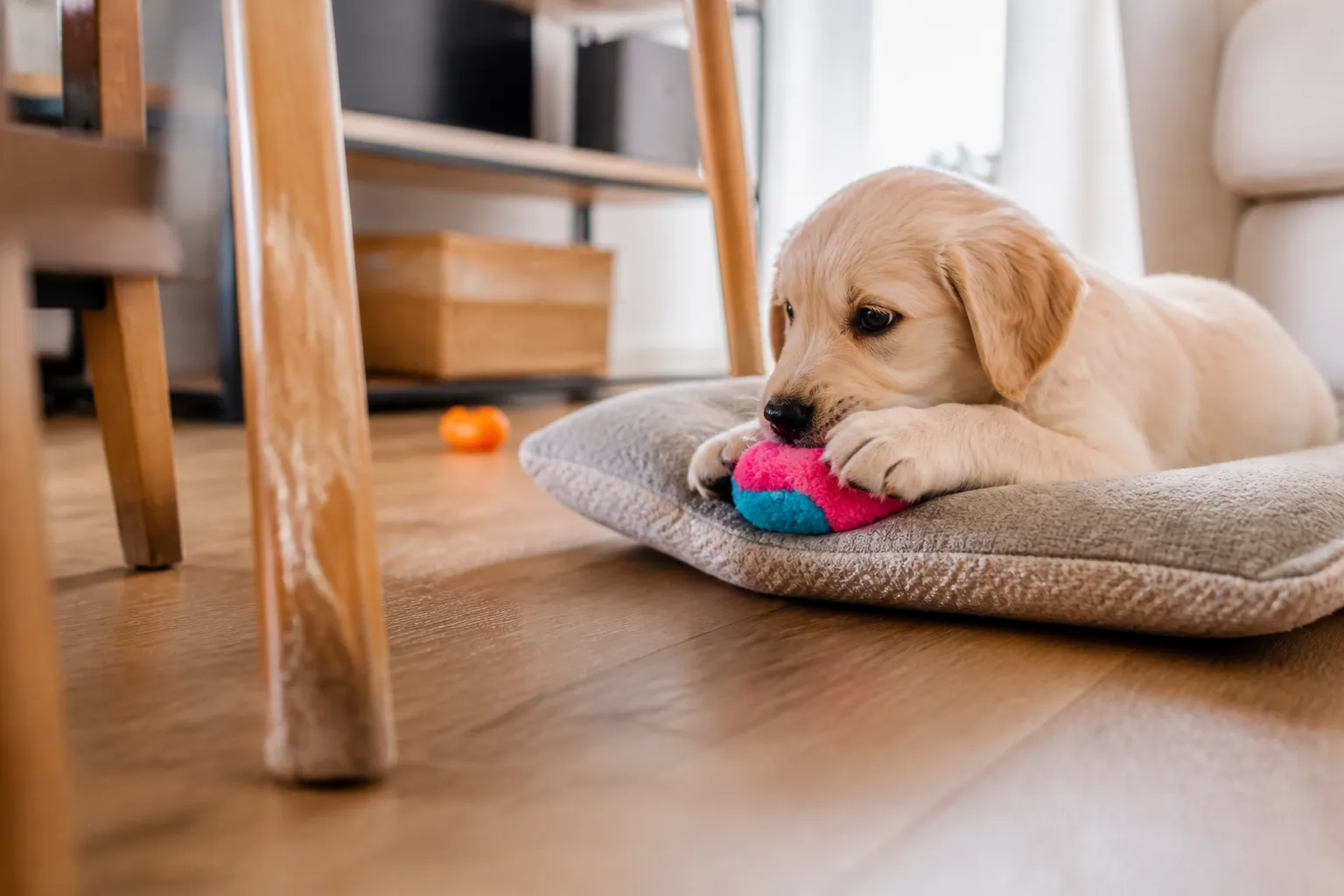 Puppy Behavior Management Tips for a Happy Dog - Image 1