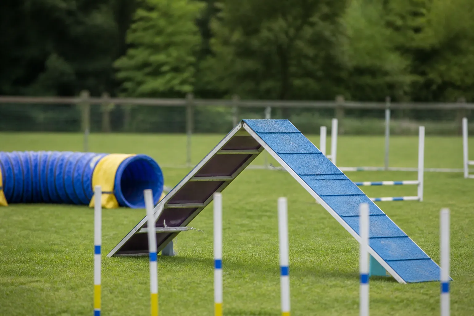 Dog Agility Training - Image 1