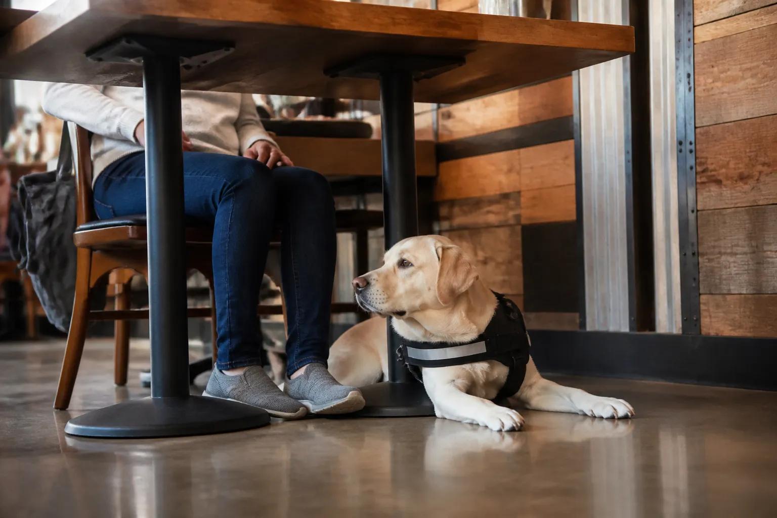 Service Dog Training Guide for Skills, Tasks, and Care - Image 1